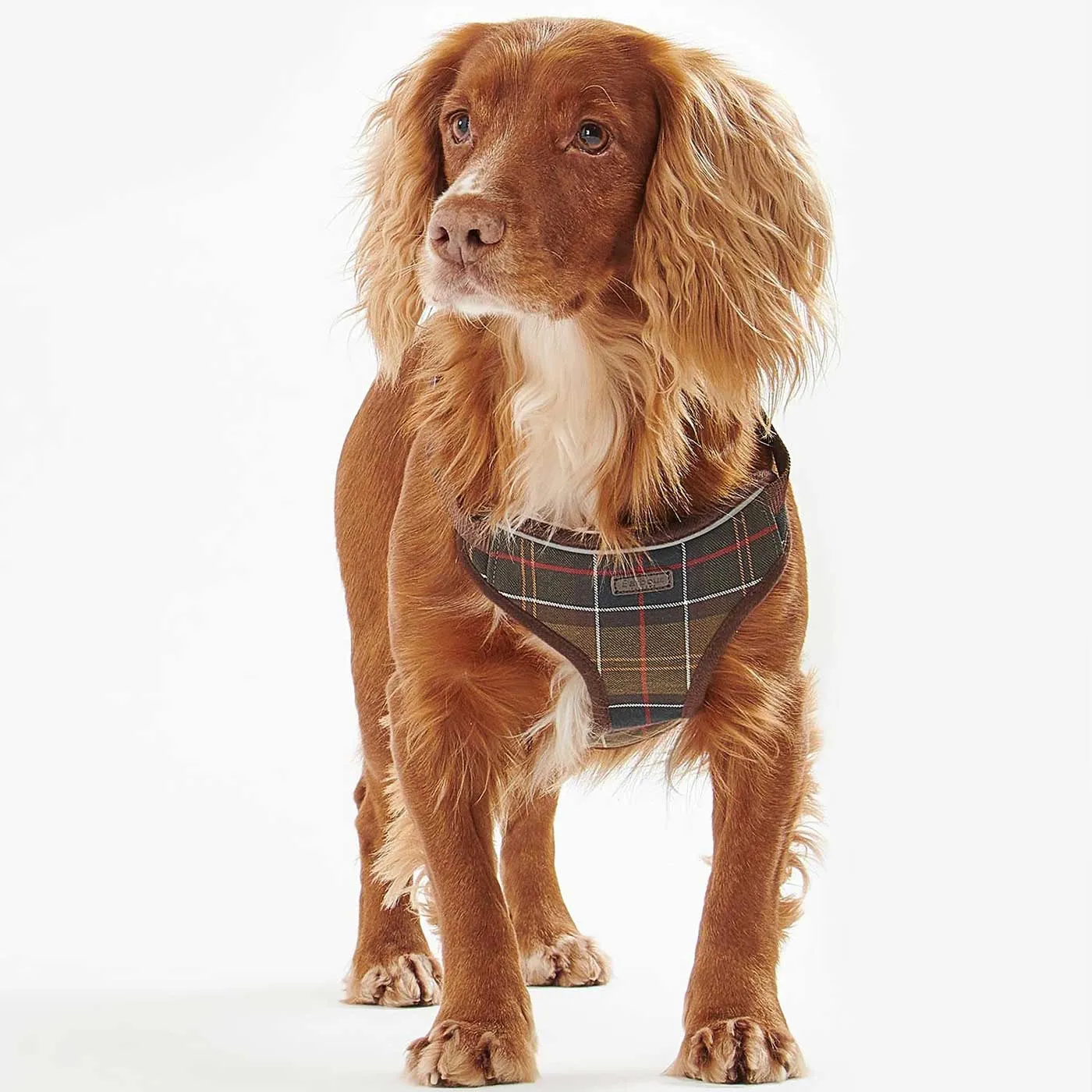 Barbour Travel & Exercise Dog Harness